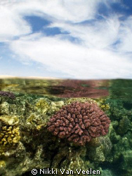 Coral and blue sky, taken at Campsite, Marsa bareika with... by Nikki Van Veelen 